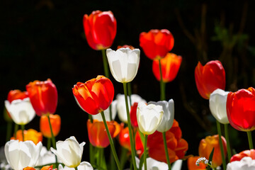 Bright red and white tulips against a dark background on a sunny day.