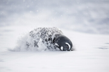 Generative AI.
a penguin gliding in the snow