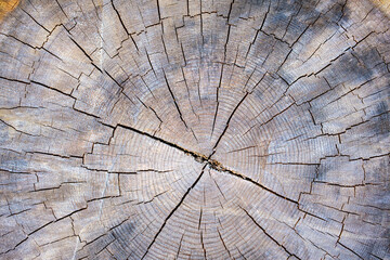 Fototapeta premium Rough textured tree trunk and bark in close-up cross section pattern