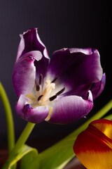 Tulip on the black background. Close up. Macro - 612059498