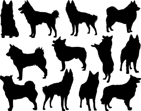 Set of Schipperke Dogs Silhouette, Pet, Farm Animal