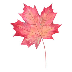 Autumn red maple leaf with veins on the stem. Watercolor illustration hand-drawn on white background. Autumn nature element for the design.