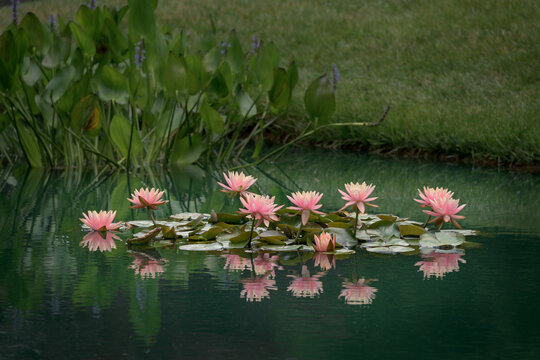 Water Lilies in Pink