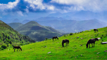 Fototapeta na wymiar A herd of semi-wild horses grazing in the mountain of Sierra del Sueve, Parres municipality, Asturias, Spain
