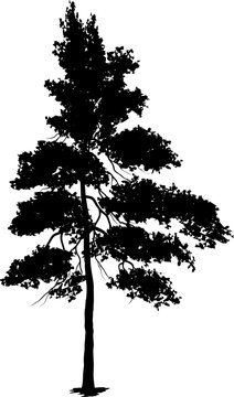 tree pine silhouette, cypress evengreen vector, cedar forest wood illustration, conifer tree logo template, tattoo design, white and black drawing illustration, icon tree template.