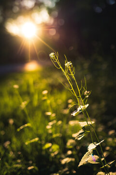 Wei&szlig;e Bl&uuml;mchen im Gegenlicht