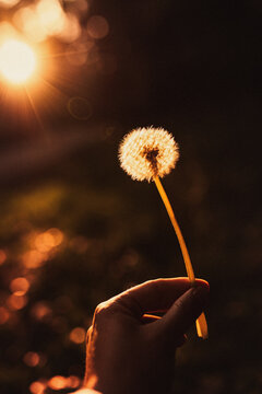Eine Hand h&auml;lt eine Pusteblume ins goldene Gegenlicht