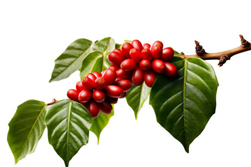 Coffee beans on a tree branch with leaves isolated on white background PNG