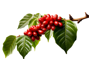 Coffee beans on a tree branch with leaves isolated on white background PNG