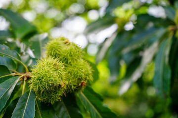 Close up of sweet chestnuts growing in a tree