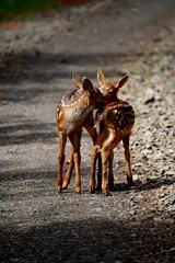 Baby fawns in the road