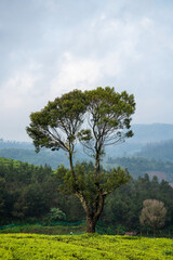 Fototapeta na wymiar Beautiful tree with tea plant view