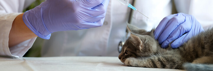Female veterinarian making injection to gray kitten