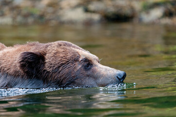Grizzly face swimming closeup portrait