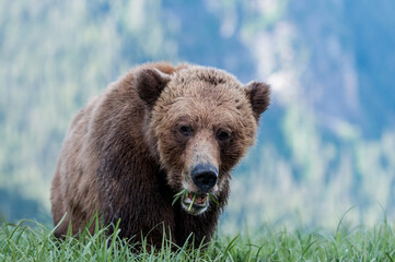 grizzly closeup