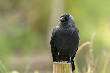Jackdaw, Corvus monedula, perched on a gate post