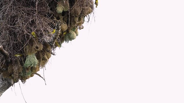 Southern Masked Weaver flock in nests in Kruger National park, South Africa ; Specie Ploceus velatus family of Ploceidae