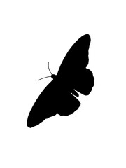 Butterfly Black Silhouette Outline Vector