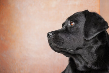 Dog profile. Black labrador retriever. A pet, an animal