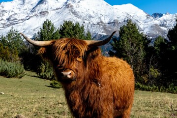 Vaca pelo largo