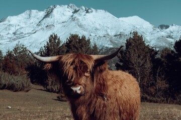 Vaca pelo largo