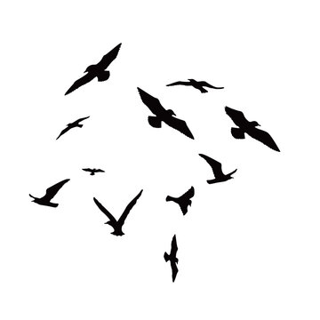 seagull bird silhouette. beach animal sign and symbol.