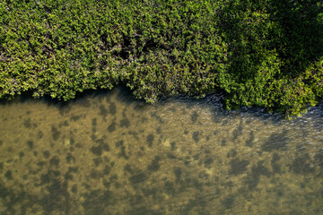 A drone photography of the green mangroves on the shoreline Tampa Bay, Florida. Environmental photos from a aerial view
