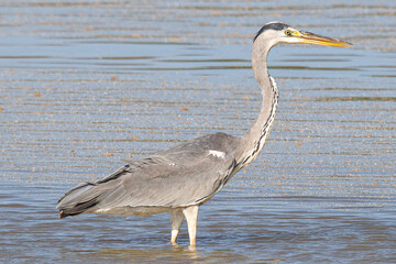 grey heron Ardea cinerea is a common bird in emporda girona catalunya spain
