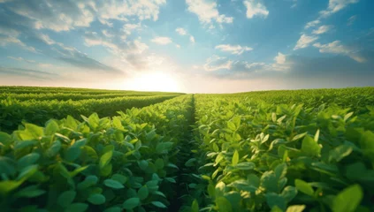 Foto op Plexiglas Sunlit soybean fields ripening in spring. Embrace the harvest of freshness and health with green farming, cultivated by skilled farmers. Ai generative. © remake
