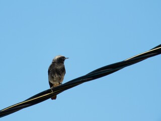 a small black redstart bird sits on a three-phase power electric cable against a blue sky on a summer sunny day