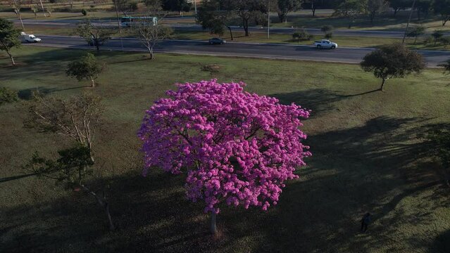 florada dos Ip&ecirc;s nas tesourinhas de Brasilia