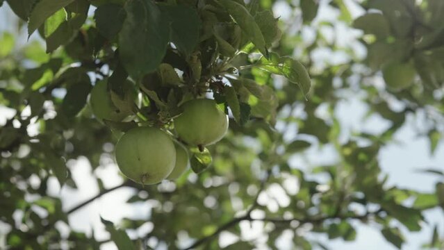 Slow motion handheld shot of big apples on apple tree with sun peeking through leaves
