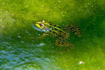 Grenouille verte, Pelophylax kl. esculentus, rana esculenta