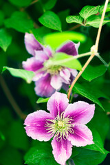 Close up of a beautiful climber in bloom called “Clematis" "Dr. Ruppel" in mininimal and soft focus.