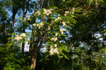 Fototapeta premium Acacia, Robinier, Robinia pseudacacia