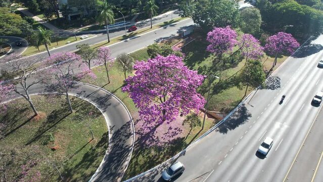 florada dos Ip&ecirc;s nas tesourinhas de Brasilia
