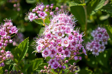 Beautiful spiraea japonica with the purple and pink tinted small flowers and the fresh green leaves as a background