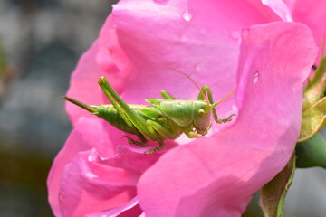Sauterelle sur une rose