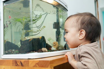 Toddler looking at aquarium