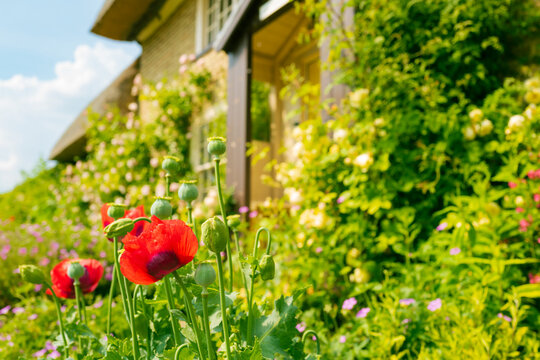 Shallow focus of wild poppies seen growing in a front garden of an English cottage during early summer. Showing an abundance of flora.