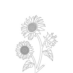 Sunflower Outline on a White Background Vector Illustration