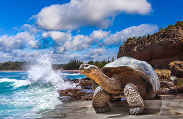 Galapagos Islands. Galapagos tortoise. Big turtle. Ecuador. - obrazy, fototapety, plakaty