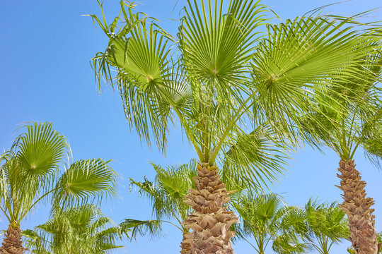 Picture of palm trees against the blue sky.