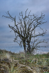 Waalsdorpervlakte, landscape in The Hague, The Netherlands.