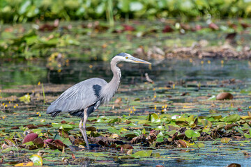 Great Blue Heron standing in marsh surrounded by lily pads.