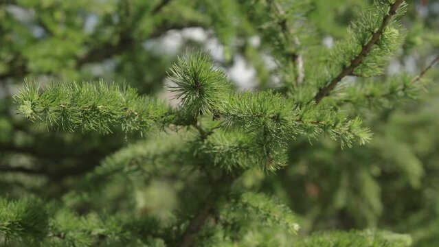 Slow motion handheld shot of green larch bracnhes on a sunny day