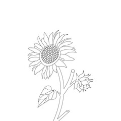 illustration of a flower