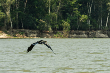 The Corumbiara State Park, in Rondonia, Brazil, brings together a unique biodiversity in three biomes: Pantanal, Amazon and Cerrado.