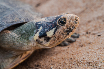 The Arrau turtle (Podocnemis expansa), also known as the giant South American turtle.is the largest of the side-neck turtles and the largest freshwater turtle in Latin America.