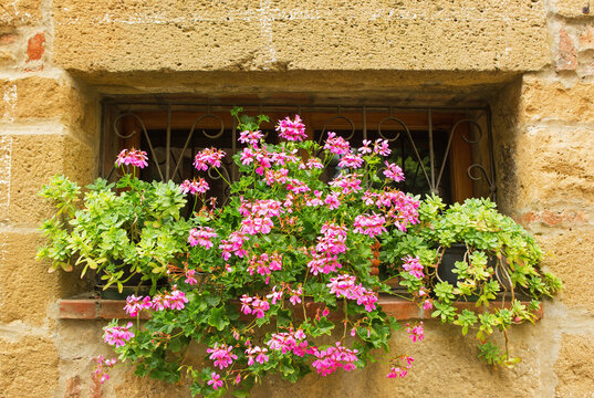 toscan spring, spring air, spring flover, flover, spring, wall flover, spring wall,